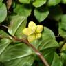 Fotografia 8 da espécie Lysimachia nemorum do Jardim Botânico UTAD