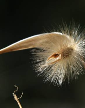 Fotografia 9 da espécie Lygeum spartum no Jardim Botânico UTAD