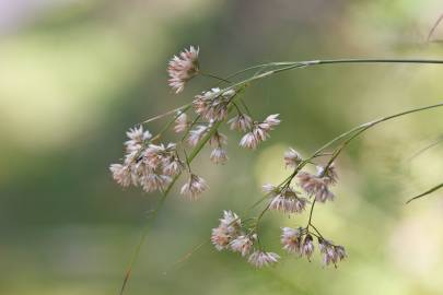 Fotografia da espécie Luzula nivea