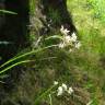 Fotografia 10 da espécie Luzula nivea do Jardim Botânico UTAD