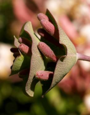 Fotografia 10 da espécie Lonicera implexa no Jardim Botânico UTAD