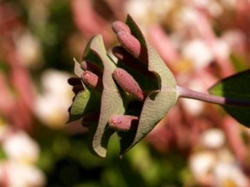 Fotografia da espécie Lonicera implexa