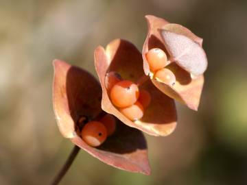 Fotografia da espécie Lonicera implexa