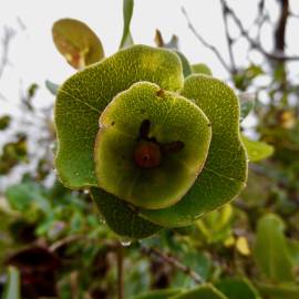 Fotografia da espécie Lonicera implexa