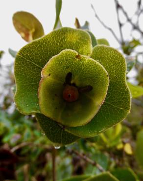 Fotografia 12 da espécie Lonicera implexa no Jardim Botânico UTAD