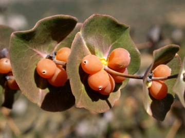 Fotografia da espécie Lonicera implexa