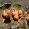 Fotografia 13 da espécie Lonicera implexa do Jardim Botânico UTAD