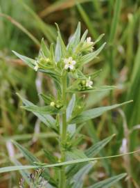 Fotografia da espécie Lithospermum officinale