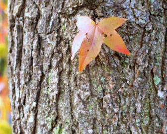 Fotografia da espécie Liquidambar styraciflua