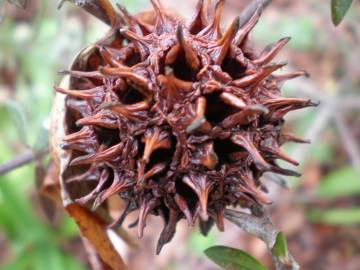 Fotografia da espécie Liquidambar styraciflua