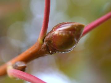 Fotografia da espécie Liquidambar styraciflua