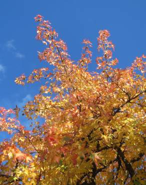 Fotografia 11 da espécie Liquidambar styraciflua no Jardim Botânico UTAD