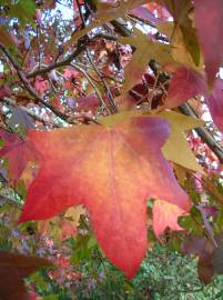 Fotografia da espécie Liquidambar styraciflua