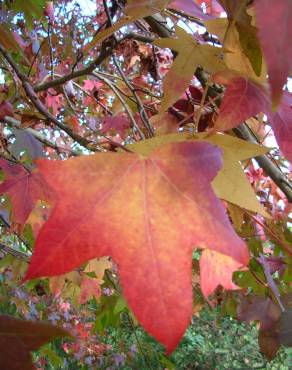 Fotografia 12 da espécie Liquidambar styraciflua no Jardim Botânico UTAD