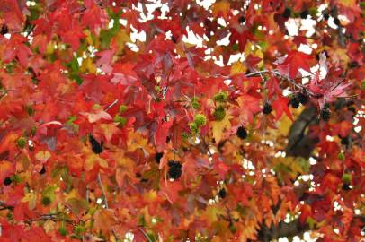 Fotografia da espécie Liquidambar styraciflua