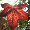 Fotografia 15 da espécie Liquidambar styraciflua do Jardim Botânico UTAD