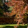 Fotografia 16 da espécie Liquidambar styraciflua do Jardim Botânico UTAD