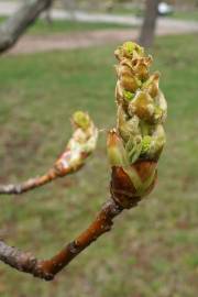 Fotografia da espécie Liquidambar styraciflua