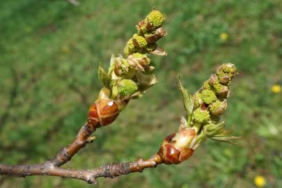 Fotografia da espécie Liquidambar styraciflua