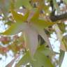Fotografia 20 da espécie Liquidambar styraciflua do Jardim Botânico UTAD