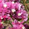 Fotografia 7 da espécie Limonium sinuatum do Jardim Botânico UTAD