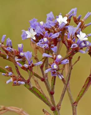 Fotografia 9 da espécie Limonium sinuatum no Jardim Botânico UTAD