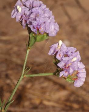 Fotografia 10 da espécie Limonium sinuatum no Jardim Botânico UTAD