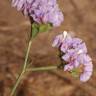 Fotografia 10 da espécie Limonium sinuatum do Jardim Botânico UTAD