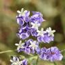 Fotografia 11 da espécie Limonium sinuatum do Jardim Botânico UTAD