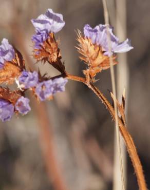 Fotografia 12 da espécie Limonium sinuatum no Jardim Botânico UTAD