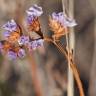 Fotografia 12 da espécie Limonium sinuatum do Jardim Botânico UTAD