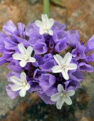 Limonium sinuatum