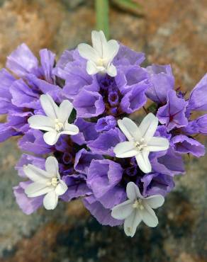 Fotografia 1 da espécie Limonium sinuatum no Jardim Botânico UTAD