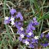 Fotografia 13 da espécie Limonium sinuatum do Jardim Botânico UTAD