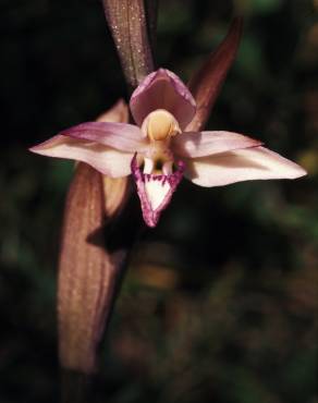 Fotografia 9 da espécie Limodorum abortivum no Jardim Botânico UTAD