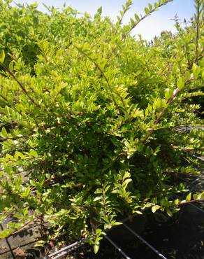 Fotografia 9 da espécie Lonicera nitida no Jardim Botânico UTAD