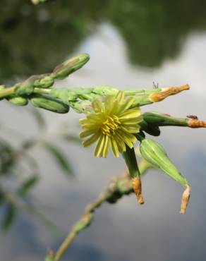 Fotografia 11 da espécie Lactuca serriola for. integrifolia no Jardim Botânico UTAD