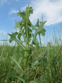 Fotografia da espécie Lactuca serriola for. integrifolia