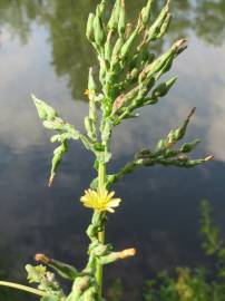 Fotografia da espécie Lactuca serriola for. integrifolia