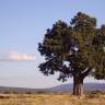 Fotografia 11 da espécie Juniperus thurifera do Jardim Botânico UTAD