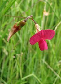 Fotografia da espécie Lathyrus nissolia