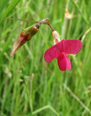 Fotografia 9 da espécie Lathyrus nissolia no Jardim Botânico UTAD