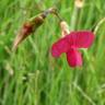 Fotografia 9 da espécie Lathyrus nissolia do Jardim Botânico UTAD