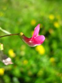 Fotografia da espécie Lathyrus nissolia