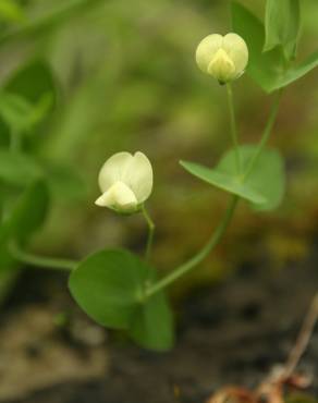 Fotografia 9 da espécie Lathyrus aphaca no Jardim Botânico UTAD