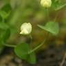 Fotografia 9 da espécie Lathyrus aphaca do Jardim Botânico UTAD