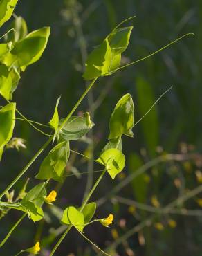 Fotografia 10 da espécie Lathyrus aphaca no Jardim Botânico UTAD