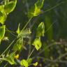 Fotografia 10 da espécie Lathyrus aphaca do Jardim Botânico UTAD
