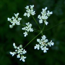 Fotografia da espécie Torilis japonica