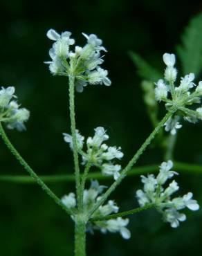 Fotografia 9 da espécie Torilis japonica no Jardim Botânico UTAD